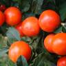 Fotografia 8 da espécie Solanum pseudocapsicum do Jardim Botânico UTAD