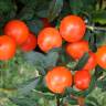 Fotografia 9 da espécie Solanum pseudocapsicum do Jardim Botânico UTAD