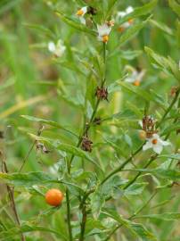 Fotografia da espécie Solanum pseudocapsicum