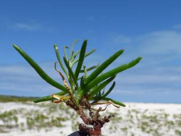 Fotografia da espécie Spergularia marina