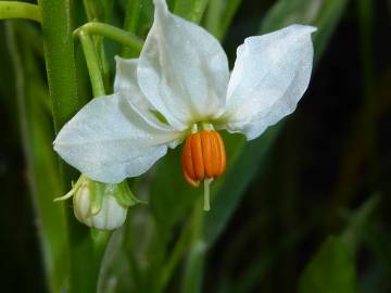 Fotografia da espécie Solanum pseudocapsicum