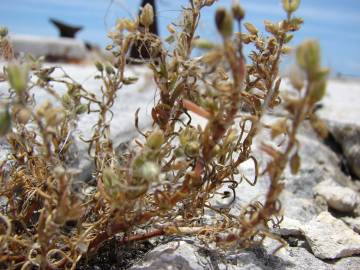 Fotografia da espécie Spergularia marina