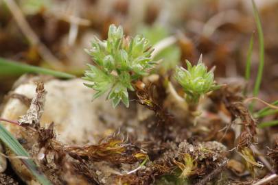 Fotografia da espécie Scleranthus annuus