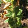 Fotografia 1 da espécie Spinacia oleracea do Jardim Botânico UTAD