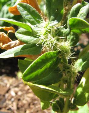 Fotografia 3 da espécie Spinacia oleracea no Jardim Botânico UTAD