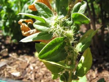 Fotografia da espécie Spinacia oleracea