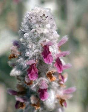 Fotografia 3 da espécie Stachys byzantina no Jardim Botânico UTAD