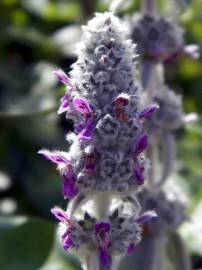 Fotografia da espécie Stachys byzantina