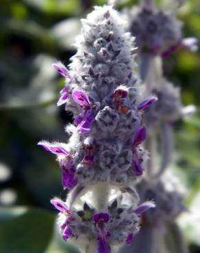 Fotografia 4 da espécie Stachys byzantina no Jardim Botânico UTAD