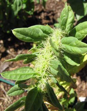 Fotografia 5 da espécie Spinacia oleracea no Jardim Botânico UTAD