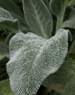 Fotografia 5 da espécie Stachys byzantina no Jardim Botânico UTAD