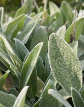 Fotografia 6 da espécie Stachys byzantina no Jardim Botânico UTAD