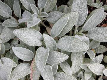 Fotografia da espécie Stachys byzantina