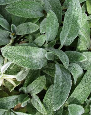 Fotografia 8 da espécie Stachys byzantina no Jardim Botânico UTAD