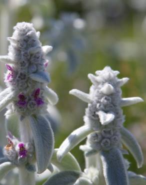 Fotografia 9 da espécie Stachys byzantina no Jardim Botânico UTAD