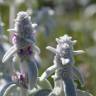 Fotografia 9 da espécie Stachys byzantina do Jardim Botânico UTAD