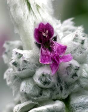 Fotografia 10 da espécie Stachys byzantina no Jardim Botânico UTAD