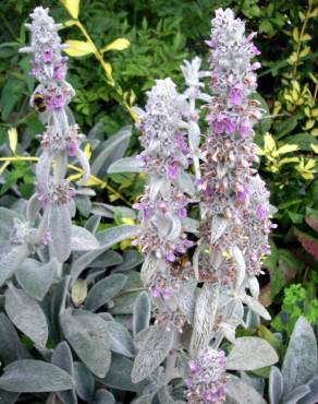 Fotografia 1 da espécie Stachys byzantina no Jardim Botânico UTAD