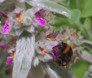 Fotografia da espécie Stachys byzantina