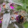 Fotografia 11 da espécie Stachys byzantina do Jardim Botânico UTAD