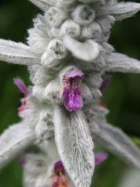 Fotografia da espécie Stachys byzantina