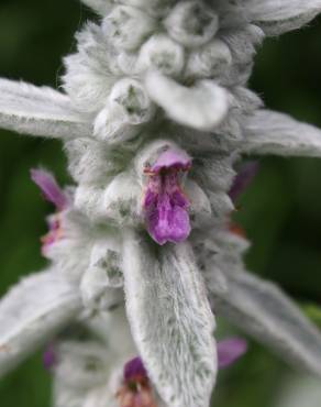 Fotografia 12 da espécie Stachys byzantina no Jardim Botânico UTAD