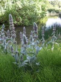 Fotografia da espécie Stachys byzantina