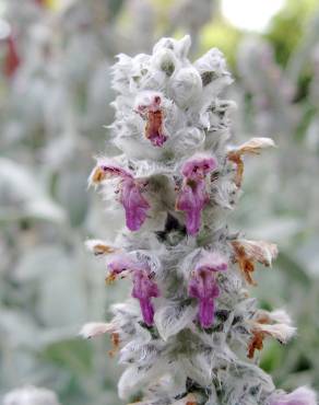 Fotografia 14 da espécie Stachys byzantina no Jardim Botânico UTAD