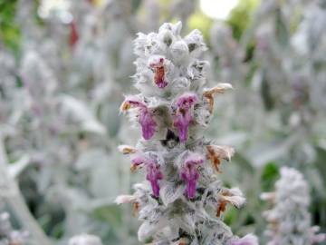 Fotografia da espécie Stachys byzantina