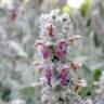 Fotografia 14 da espécie Stachys byzantina do Jardim Botânico UTAD