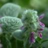 Fotografia 15 da espécie Stachys byzantina do Jardim Botânico UTAD