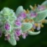 Fotografia 16 da espécie Stachys byzantina do Jardim Botânico UTAD