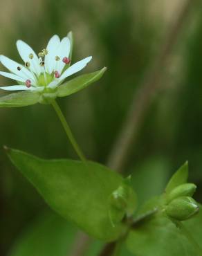 Fotografia 2 da espécie Stellaria neglecta no Jardim Botânico UTAD