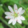 Fotografia 3 da espécie Stellaria neglecta do Jardim Botânico UTAD