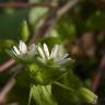 Fotografia 4 da espécie Stellaria neglecta do Jardim Botânico UTAD