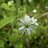 Fotografia 5 da espécie Stellaria neglecta do Jardim Botânico UTAD