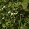 Fotografia 7 da espécie Stellaria neglecta do Jardim Botânico UTAD