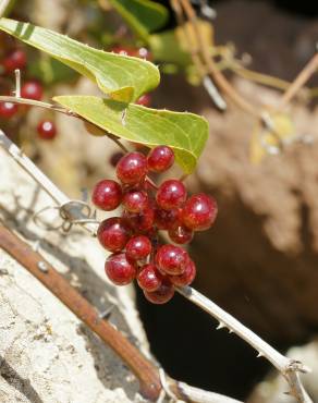 Fotografia 7 da espécie Smilax aspera no Jardim Botânico UTAD