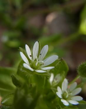 Fotografia 8 da espécie Stellaria neglecta no Jardim Botânico UTAD