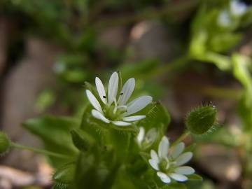 Fotografia da espécie Stellaria neglecta