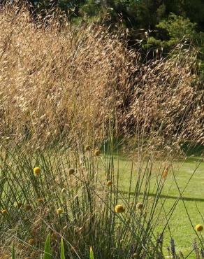 Fotografia 2 da espécie Stipa gigantea no Jardim Botânico UTAD