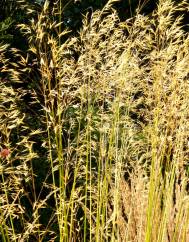 Stipa gigantea