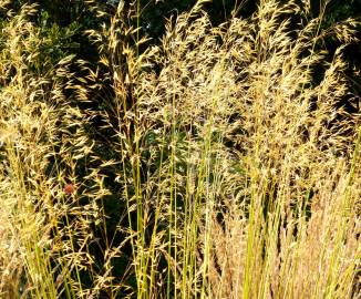 Fotografia da espécie Stipa gigantea