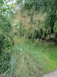 Fotografia da espécie Stipa gigantea