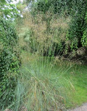 Fotografia 3 da espécie Stipa gigantea no Jardim Botânico UTAD