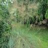 Fotografia 3 da espécie Stipa gigantea do Jardim Botânico UTAD