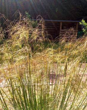 Fotografia 4 da espécie Stipa gigantea no Jardim Botânico UTAD