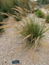 Fotografia da espécie Stipa gigantea