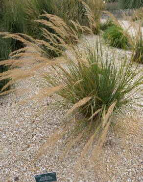 Fotografia 5 da espécie Stipa gigantea no Jardim Botânico UTAD