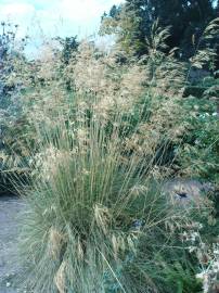 Fotografia da espécie Stipa gigantea